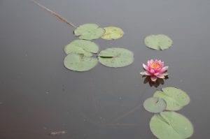 Water is a precious irrigation resource. Water is a precious irrigation resource.