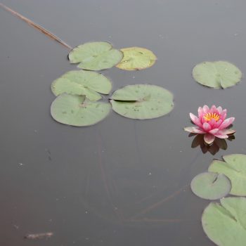 Water is a precious irrigation resource.