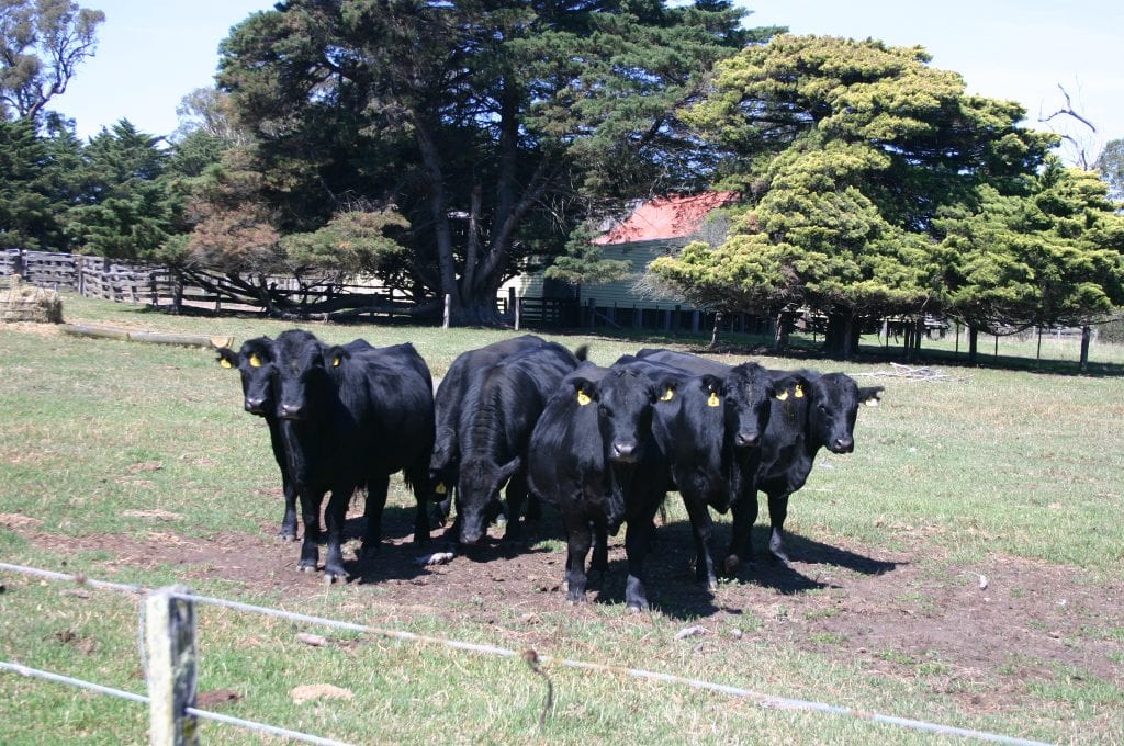 Beef cattle farm land is in demand in South Gippsland.