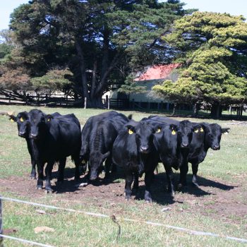 Beef cattle farm land is in demand in South Gippsland.