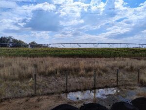 Land that has fine sandy loam soil, irrigation water and reasonable rainfall attracts premium prices in north central Victora to grow fodder crops or horticulture.